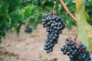 Les vins naturels